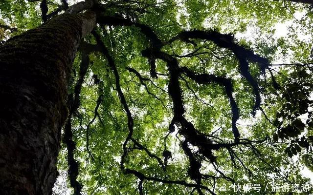 成都周边一日游洗肺圣地,遍赏青山绿水,去过2