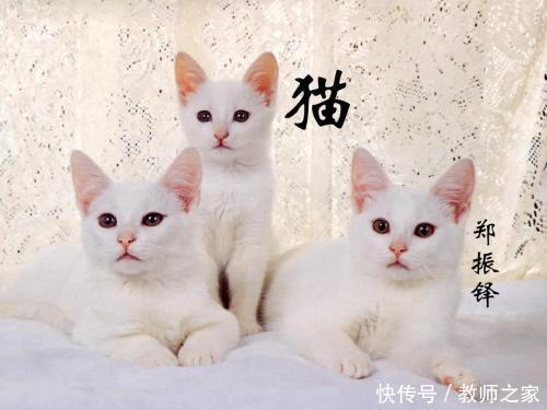 猫郑振铎教学设计教案汇总