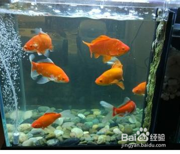 銀龍魚(yú)不吃東西是什么原因（銀龍魚(yú)不吃東西是什么原因造成的） 銀龍魚(yú)百科