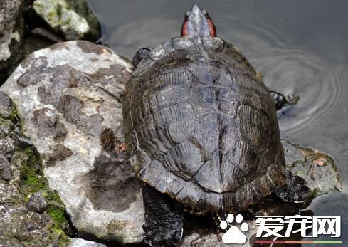 草龟和什么一起养最好_发财鱼和什么养在一起最好