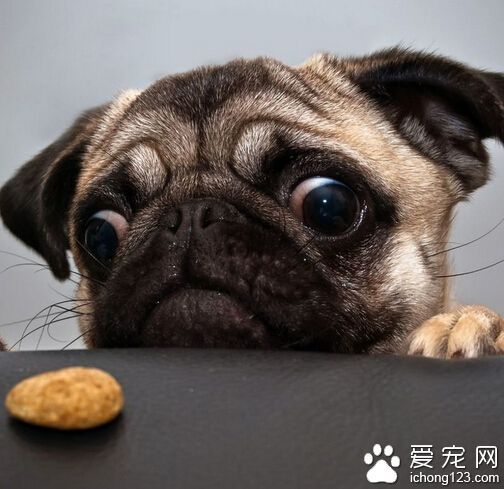 养狗的好处和坏处 利与弊都有的两面性_360问