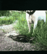 搞笑gif: 是戏精本身没错了! - 360娱乐,你开心就好