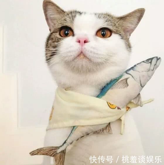 猫咪拉完粑粑后,坐在沙发上一直举着腿,女孩走