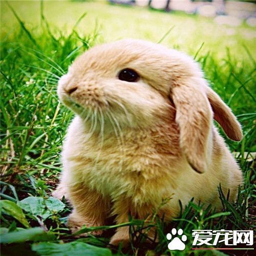 猫和兔子能一起养吗 猫和兔子能成为好朋友_3