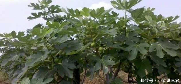 农民种植它一亩收入3万多元,儿子放弃工作回来帮忙!