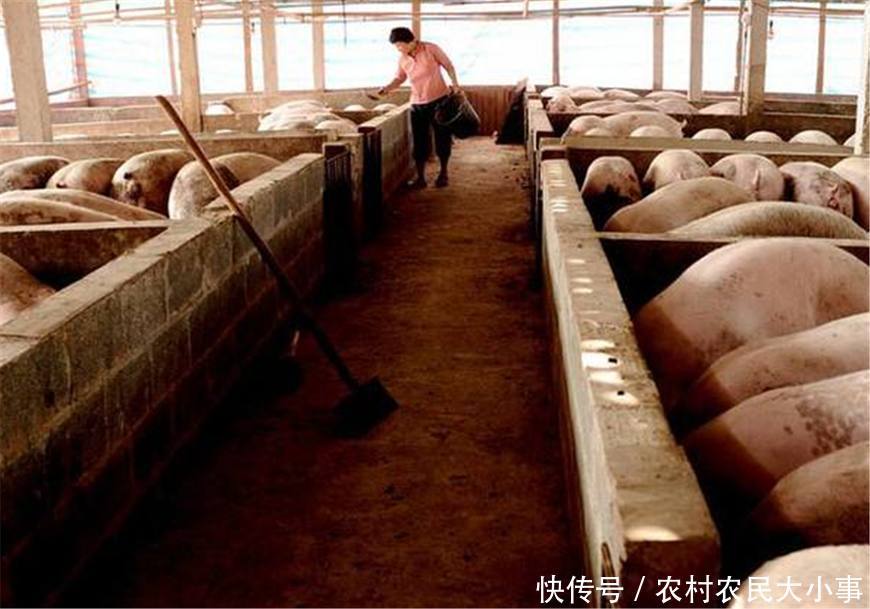 今日肉价暴跌,农户哭疼了心肝,到底谁是幕后黑手