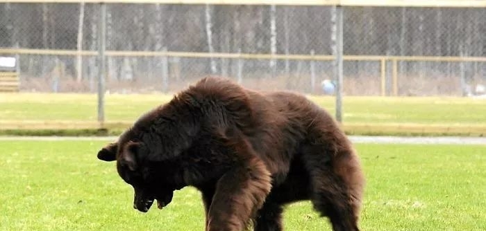 世界上最不怕冷的狗狗,虽然体型巨大但却异常