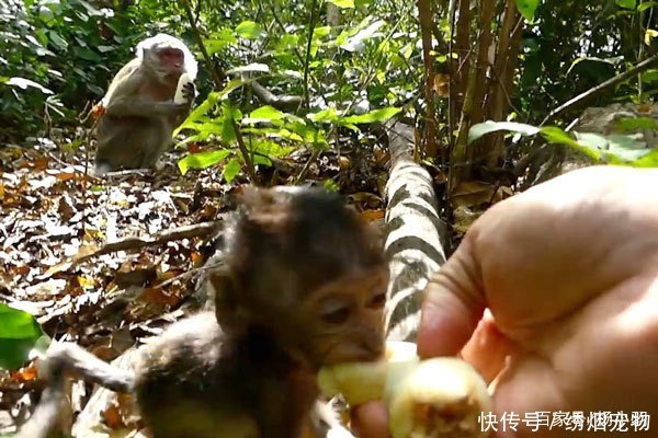 小猴子舍不得游客手里香蕉,从妈妈怀里窜出来
