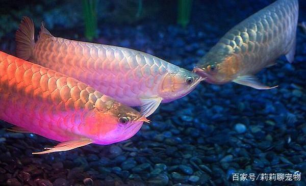 福田區(qū)藍色海洋水族店（福田區(qū)藍色海洋水族店怎去）