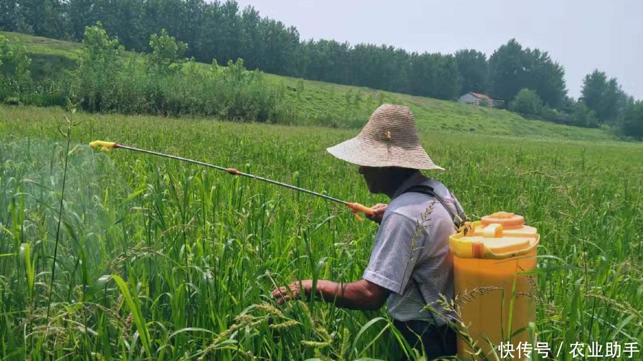 三伏天能打农药吗?夏季农民这样喷农药,一遍抵两遍! 盈丰娱乐官网