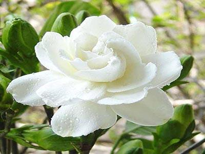 一束白色的栀子花阅读答案 !111