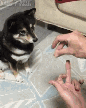 求此刻狗子们的心理阴影面积