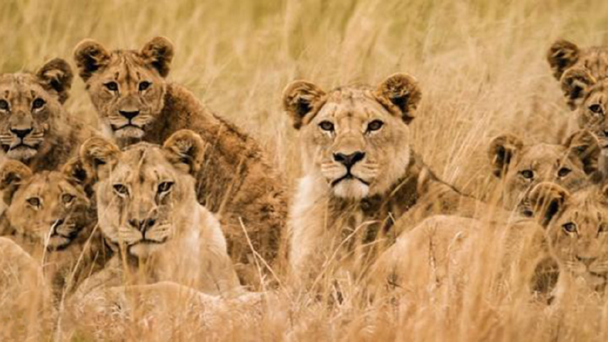 狮子为啥不吃鬣狗肉?难道是怕打不过?今天可