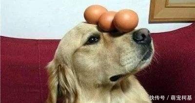 狗狗能吃鸡蛋吗 狗狗吃鸡蛋的5大注意事项!
