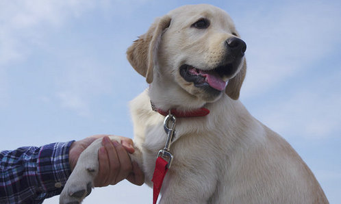 拉布拉多犬训练方法