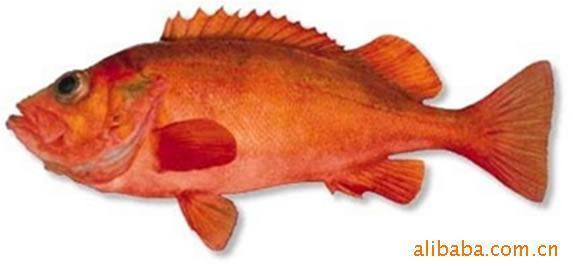 红斑鱼是观赏鱼吗