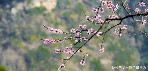 2019年什么时候立春,寡妇年是啥意思,明年不