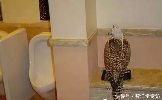 兰博基尼警车、疯狂的建筑、不可思议的宠物......这是迪拜人的生