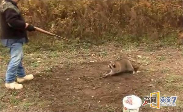 深圳克隆猪一模一样:小浣熊跪拜求饶被枪杀 - 一统江山 - 一统江山的博客 深圳克隆猪一模一样:小浣熊跪拜求饶被枪杀 - 一统江山 - 一统江山的博客