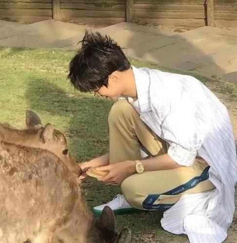 日本偶遇王俊凯喂鹿,戴着眼镜,斯文安静,如漫画