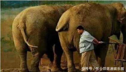 孙越还真养过大象,没想到的是这个工作多亏了
