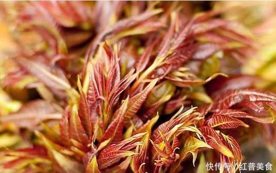 香椿芽好吃但是难保存,教你一招,两步轻松保存一年 电子游艺app大全