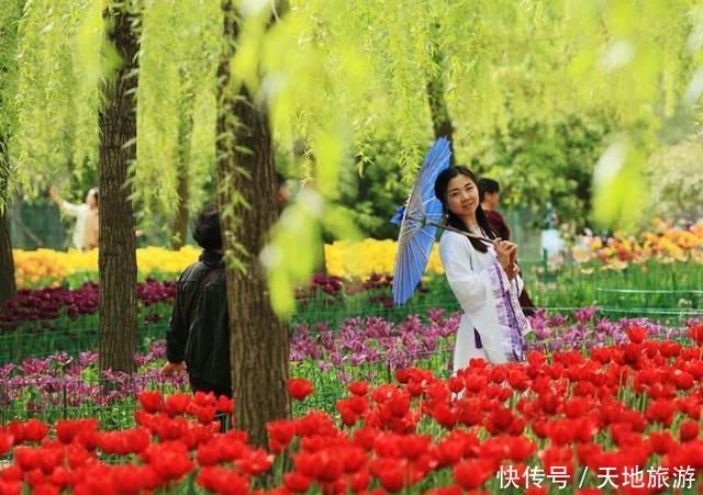 花卉摄影:醉人郁金香