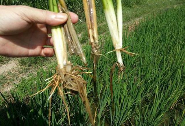 影响水稻分蘖的因素有哪些?怎么样能促进水稻