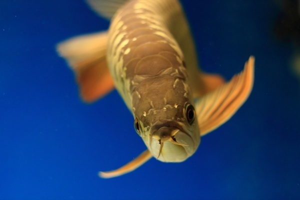 大連中山公園購物廣場賽浩水族館（大連中山公園水族花卉市場搬哪里了）