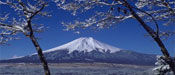 东京-大阪-富士山赏樱季