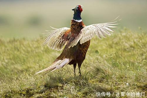 1993年属鸡的人2018年健康,感情,财运,事业全