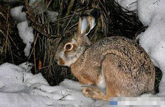 塔里木兔好养吗 是典型的荒漠地带物种_360问