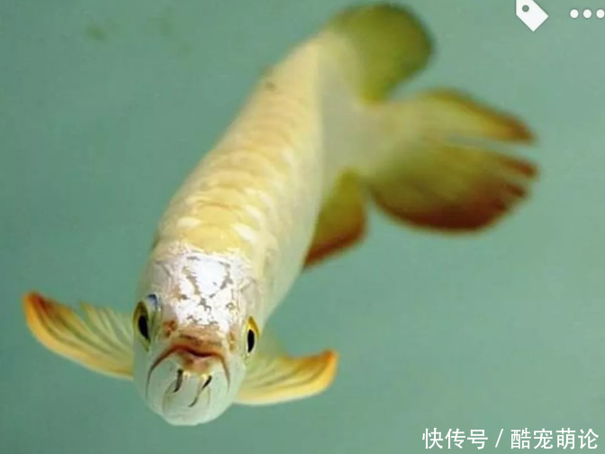 aikumeng建议您每次换水控制在1/4以内 水族资讯 长春水族馆第1张 aikumeng建议您每次换水控制在1/4以内 水族资讯 长春水族馆第1张