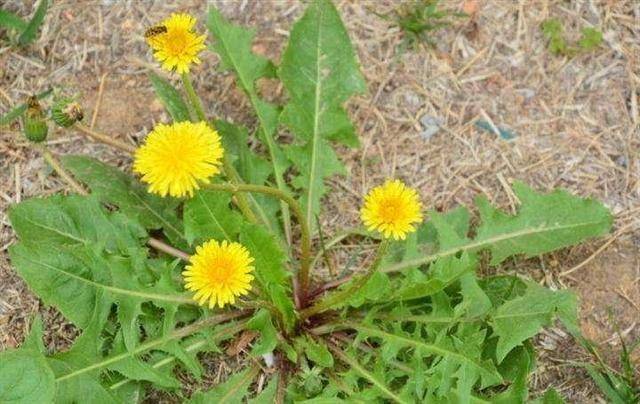 农村这四种野草,滋阴补虚,补肾润肺,对身体有很大的帮助?