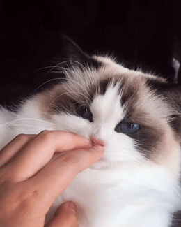 壁纸 动物 猫 猫咪 小猫 桌面 260_325 竖版 竖屏 手机 gif 动态图