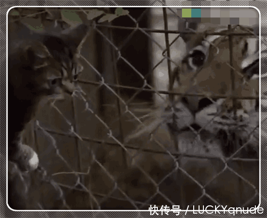 男子带着小猫去动物园看它徒弟老虎, 结果小