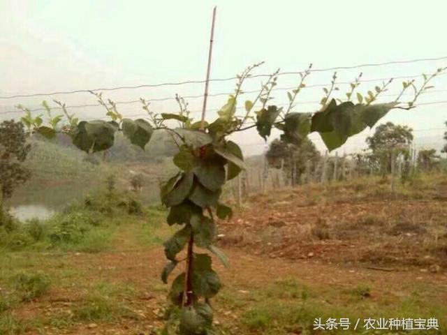 软枣猕猴桃最简单实用栽植管理技术