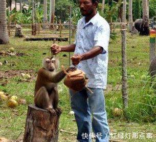 泰国男子强迫猴子每天摘300个椰子,不摘就会挨