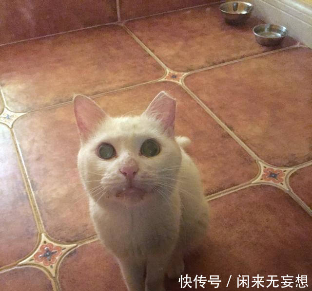 猫生百态白孕妇来住院