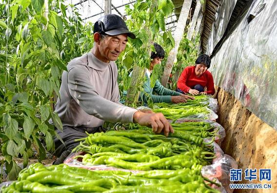 河北乐亭:近千家农业专业合作社引领农民圆梦增收