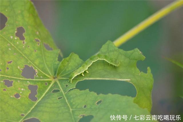 没吃过这个磨盘，别说你是农村娃，当零食编麻袋还能治中耳炎