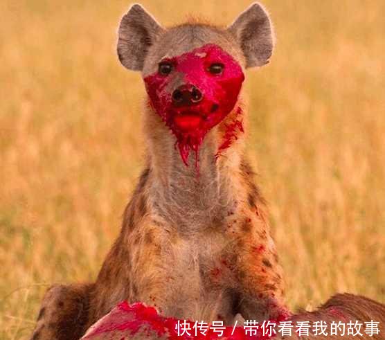 非洲大草原上的生死对头 非洲鬣狗VS非洲野狗