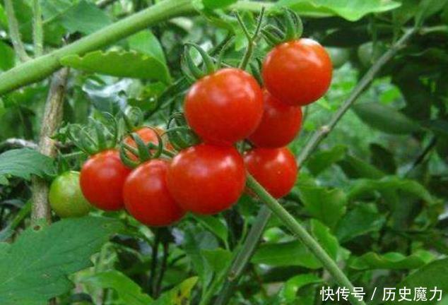 西红柿营养丰富可防癌、降压美容养颜,如何才能高产种植呢 西红柿营养丰富可防癌、降压美容养颜,如何才能高产种植呢