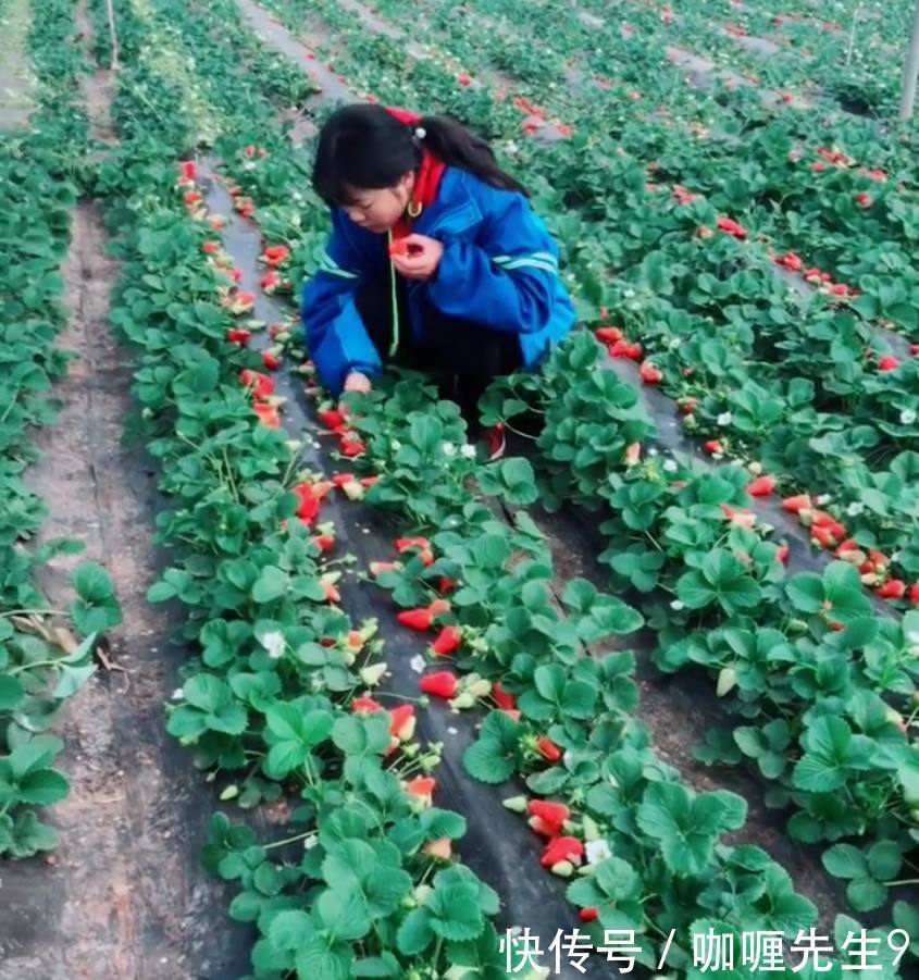 农民种植的草莓，这样销售，碰上这种“吃货”亏的底裤都没得穿