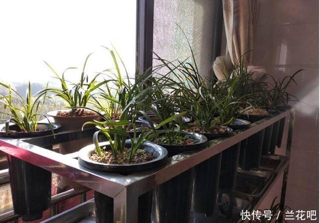 养兰花专用花盆架 t017edf9939b1717810.jpg