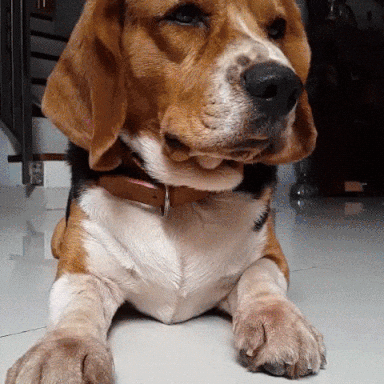 搞笑gif: 这就是我一直不想养二哈的原因