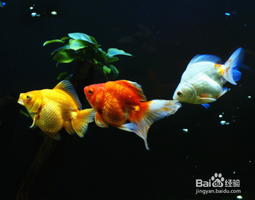 汕頭市金園區(qū)怡美水族館（汕頭市金園區(qū)怡美水族館地址）