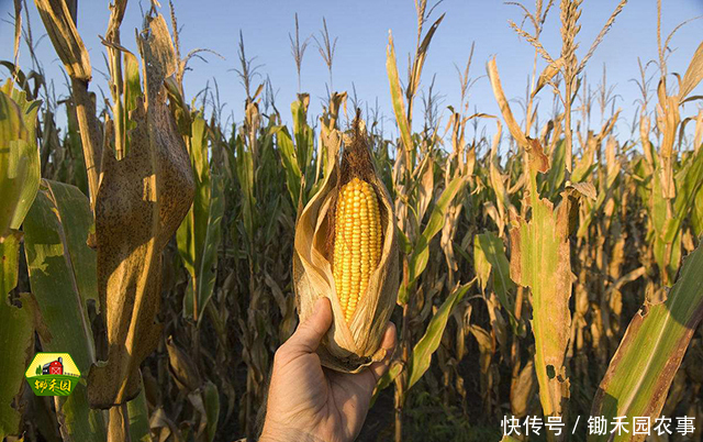 中美贸易摩擦，农产品行业开始震动，影响最大的是这几类！