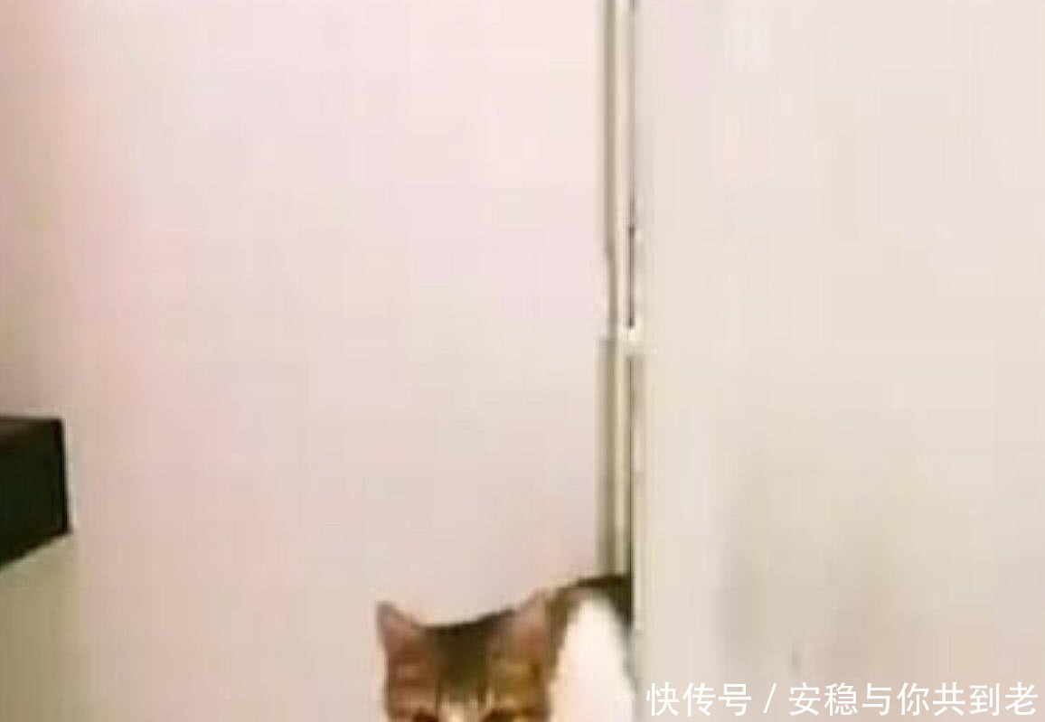 看到主人洗澡,猫咪站在浴室门口不肯离开,原因