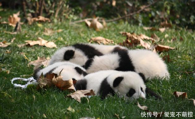 游客竟然拿石头砸向大熊猫?已被动物园列入黑